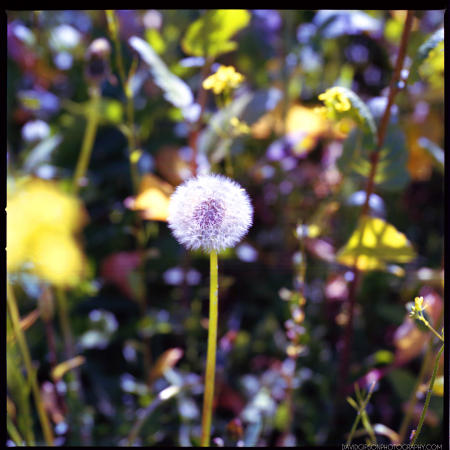 DANDELION