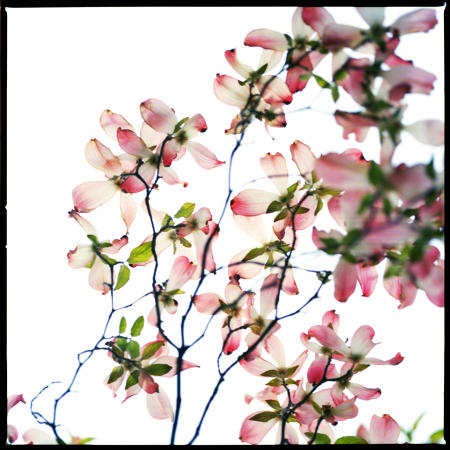 DOGWOOD 2