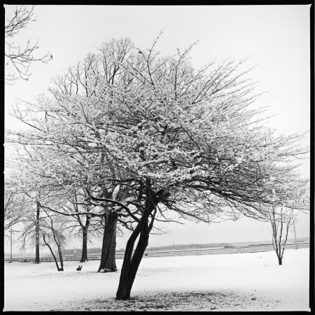 WINTER TREE