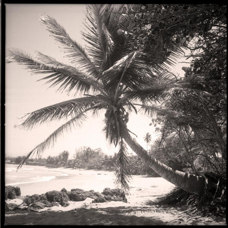 PUERTO RICO PALM